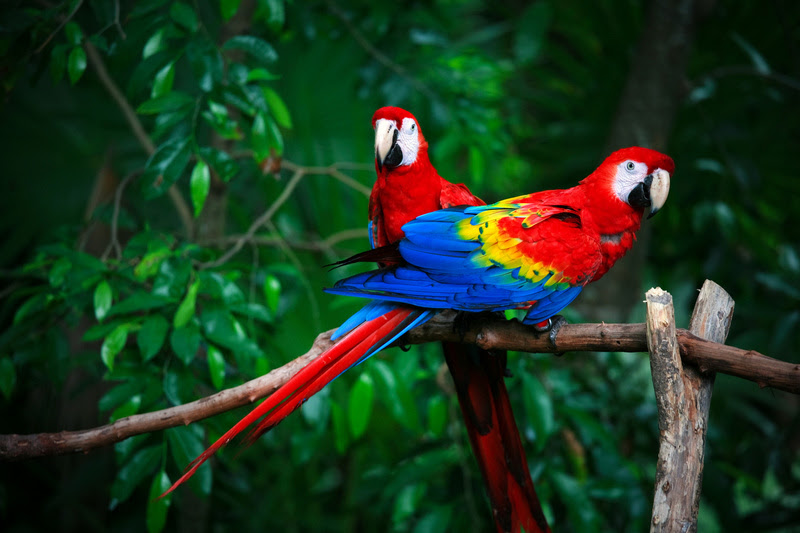 Amazonia - Literatura e Viagem